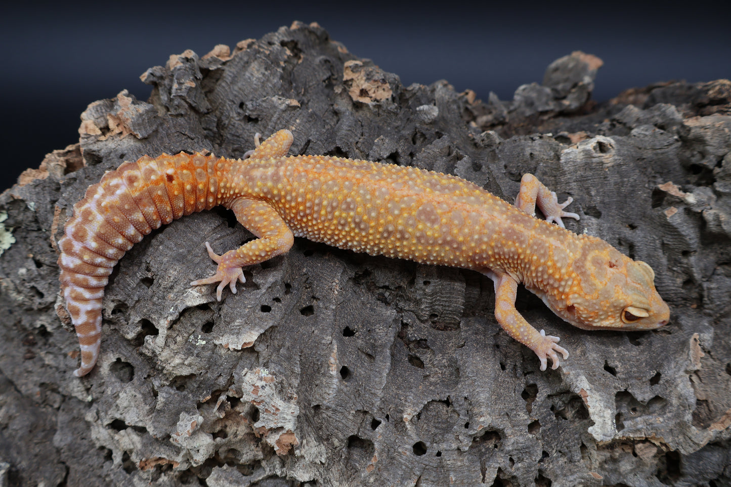 Female Inferno Tremper Albino Lavender