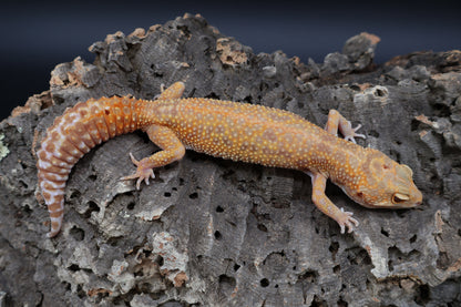 Female Inferno Tremper Albino Lavender