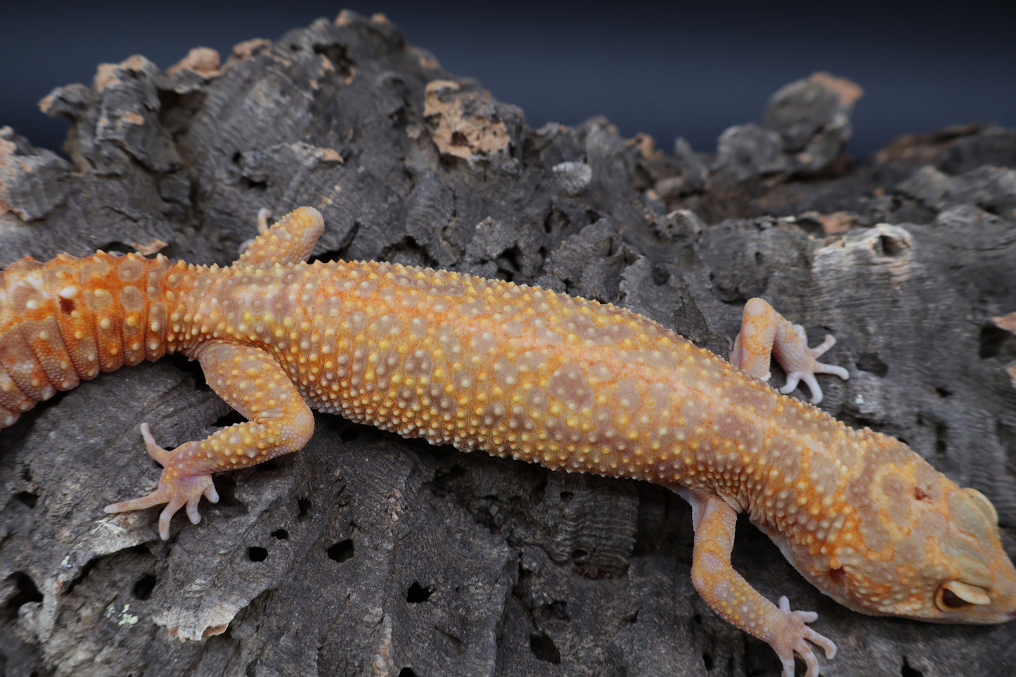 Female Inferno Tremper Albino Lavender