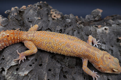 Female Inferno Tremper Albino Lavender
