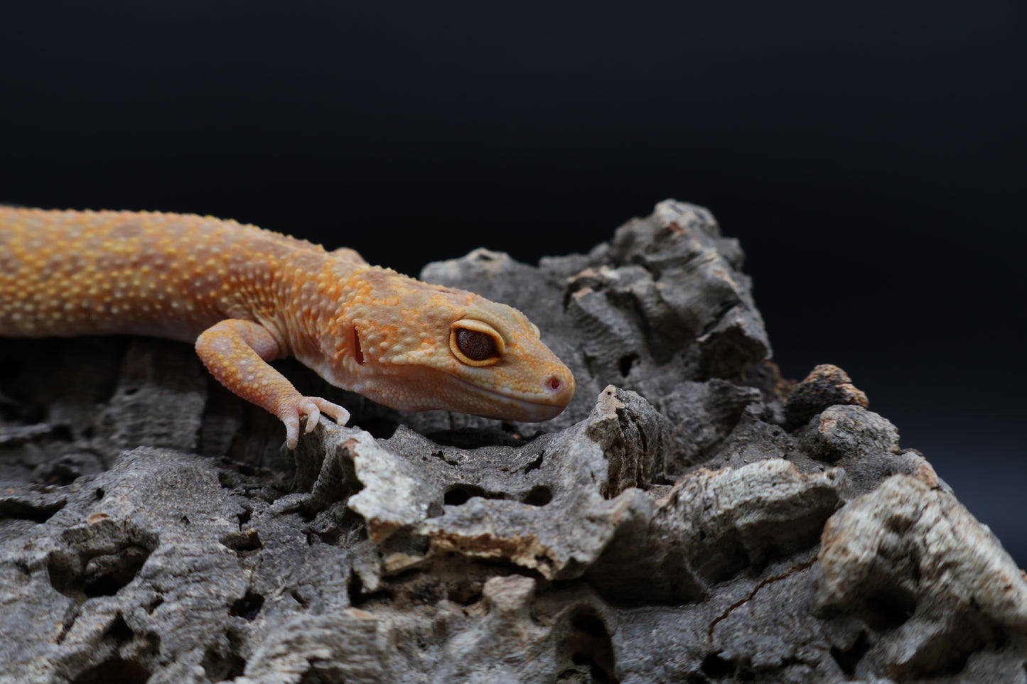 Female Inferno Tremper Albino Lavender