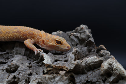 Female Inferno Tremper Albino Lavender