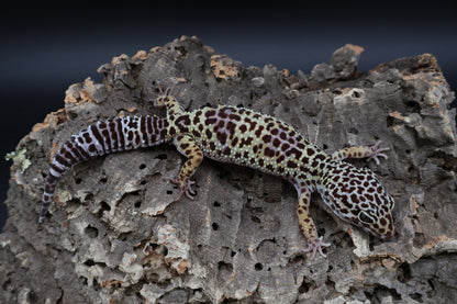 Female 50% Black Night 50% Fasciolatus (ovulating)