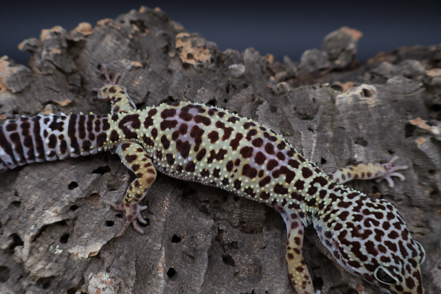 Female 50% Black Night 50% Fasciolatus (ovulating)