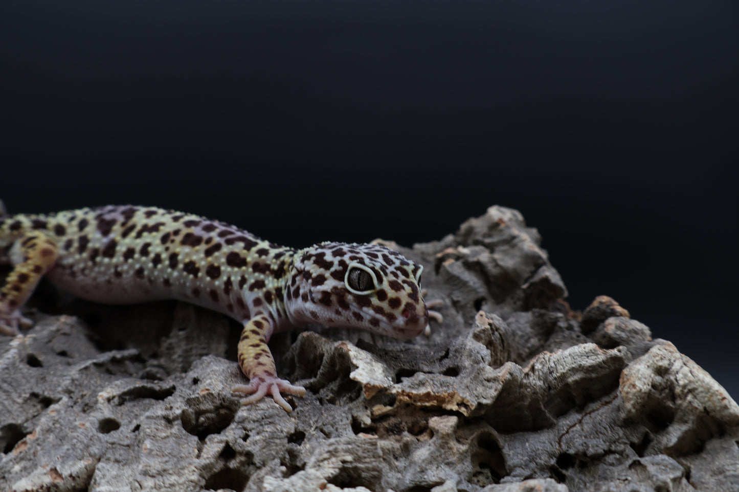 Female 50% Black Night 50% Fasciolatus (ovulating)