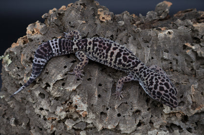 Female 50% Black Night 25% Afghanicus 25% Turcmenics (ovulating)