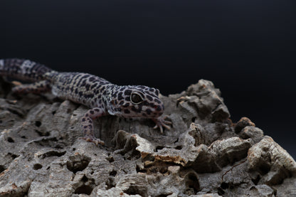 Female 50% Black Night 25% Afghanicus 25% Turcmenics (ovulating)