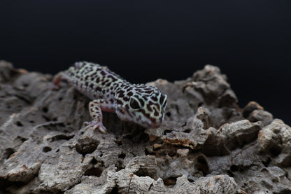 Female 50% Black Night 25% Afghanicus 25% Turcmenics (ovulating)