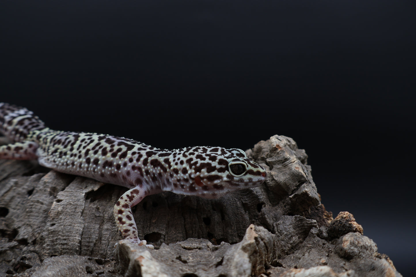 Female 50% Black Night 25% Afghanicus 25% Turcmenics (ovulating)