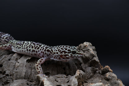 Female 50% Black Night 25% Afghanicus 25% Turcmenics (ovulating)