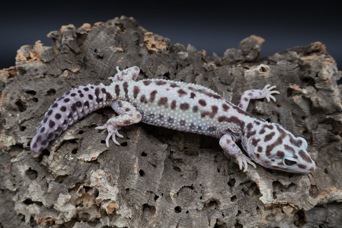 Female Hyper Xanthic Bold Stripe (regen tail-tip; ovulating)