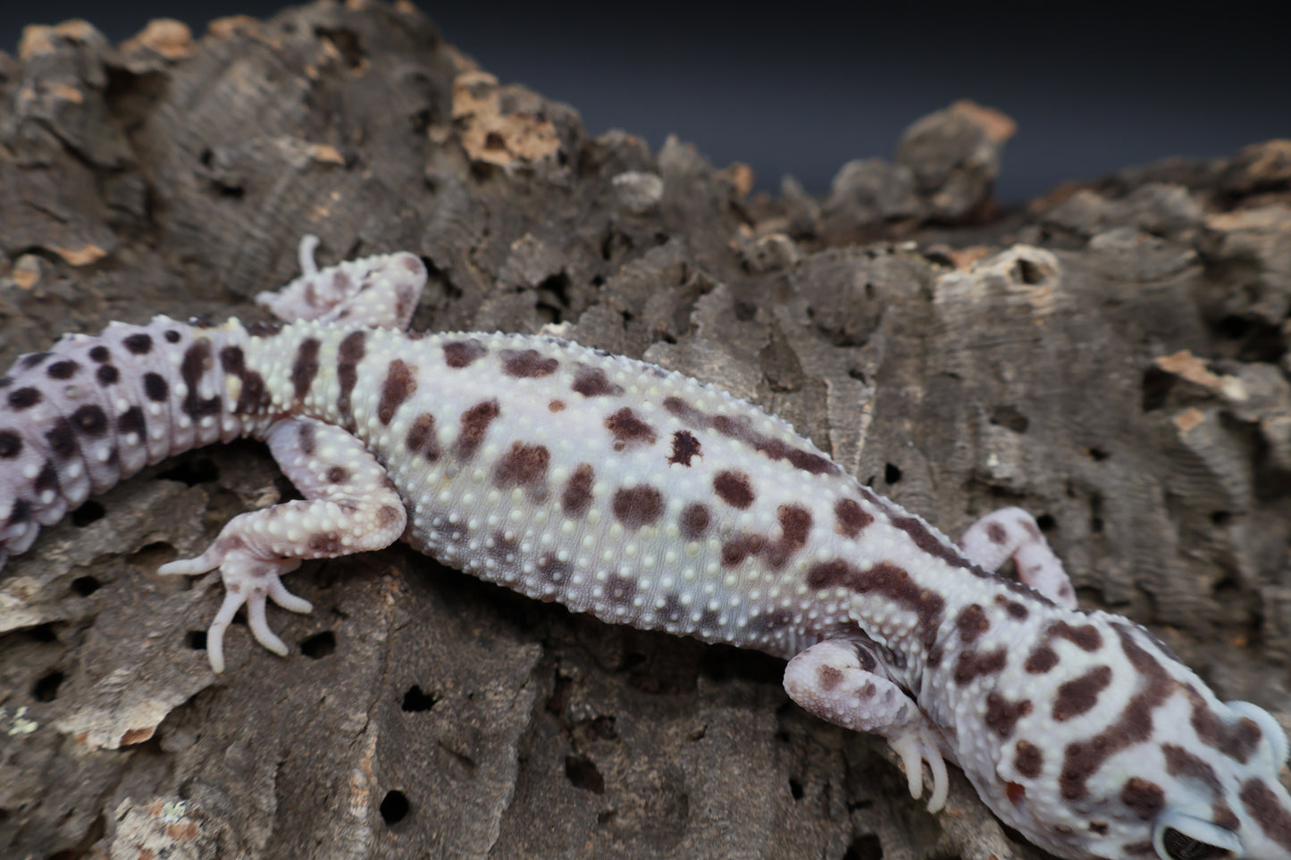 Female Hyper Xanthic Bold Stripe (regen tail-tip; ovulating)