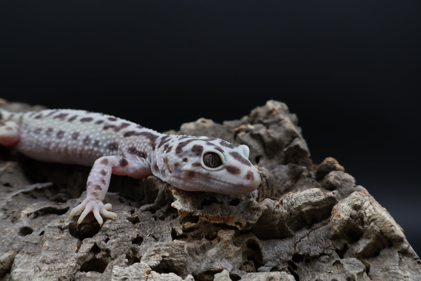 Female Hyper Xanthic Bold Stripe (regen tail-tip; ovulating)