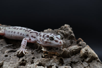 Female Hyper Xanthic Bold Stripe (regen tail-tip; ovulating)