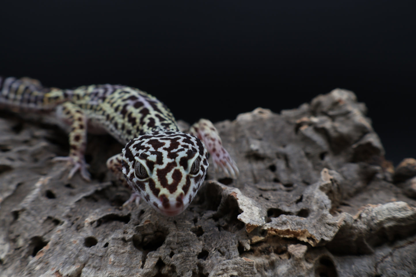 Female 50% Black Night 25% Afghanicus 25% Turcmenics (ovulating)