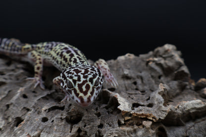 Female 50% Black Night 25% Afghanicus 25% Turcmenics (ovulating)