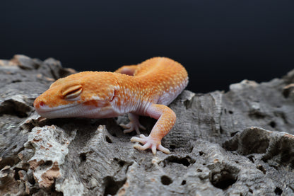 Female Mandarin Inferno White Lip Tremper Albino (ovulating)
