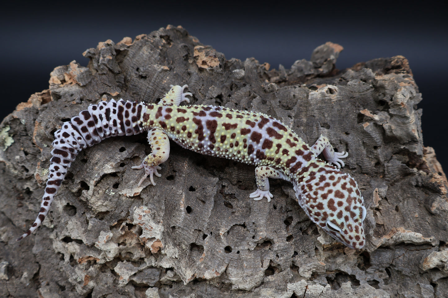 Female 50% Fasciolatus 50% Macularius