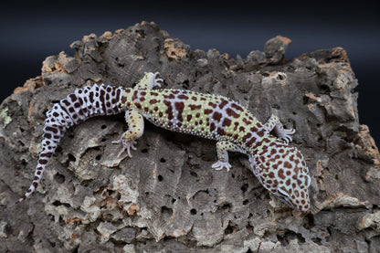 Female 50% Fasciolatus 50% Macularius