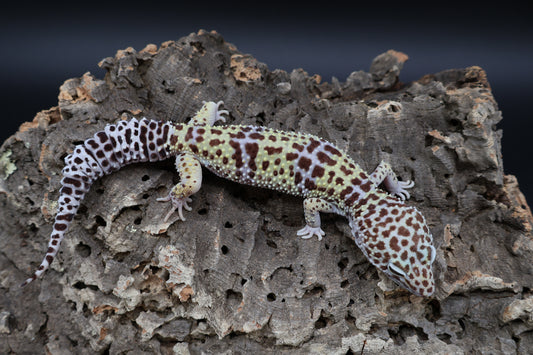 Female 50% Fasciolatus 50% Macularius