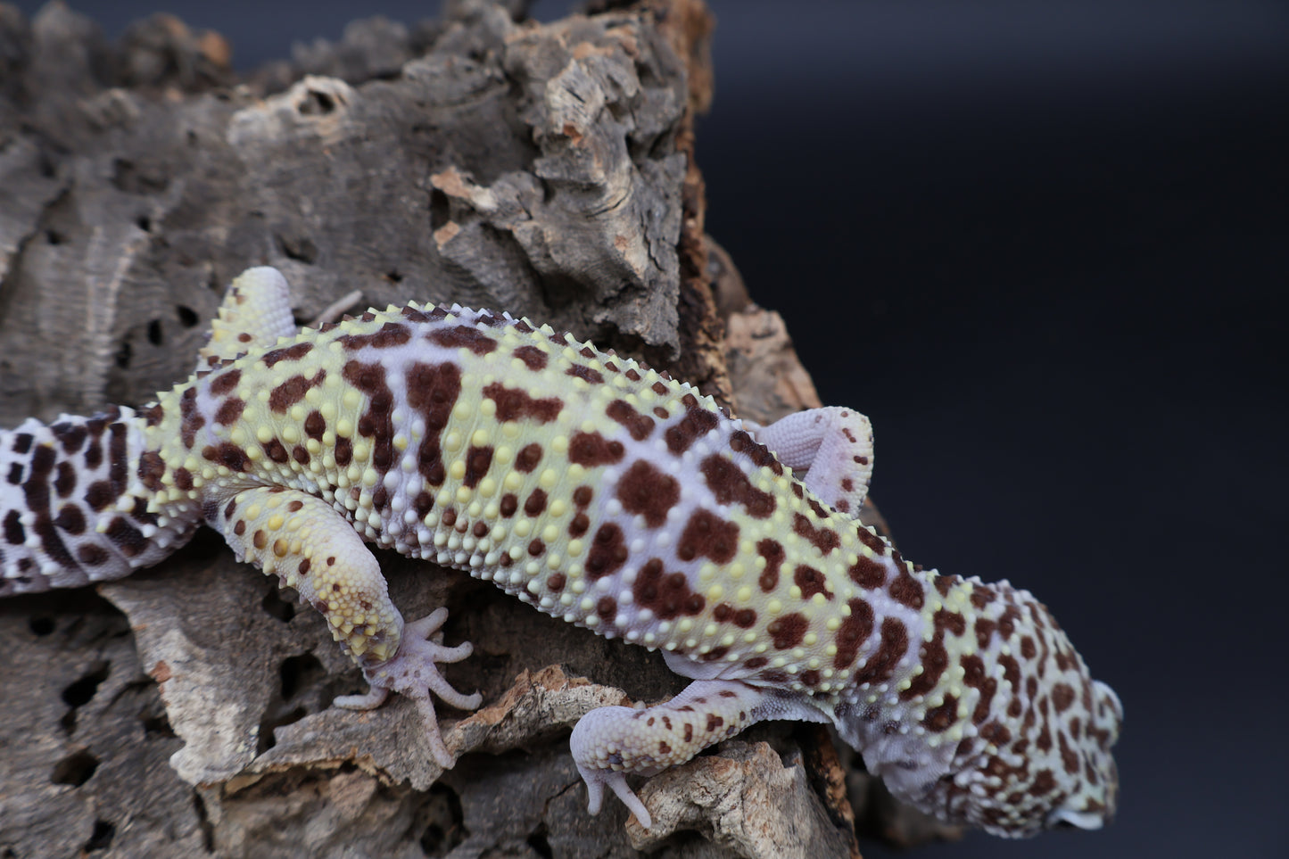 Female 50% Fasciolatus 50% Macularius