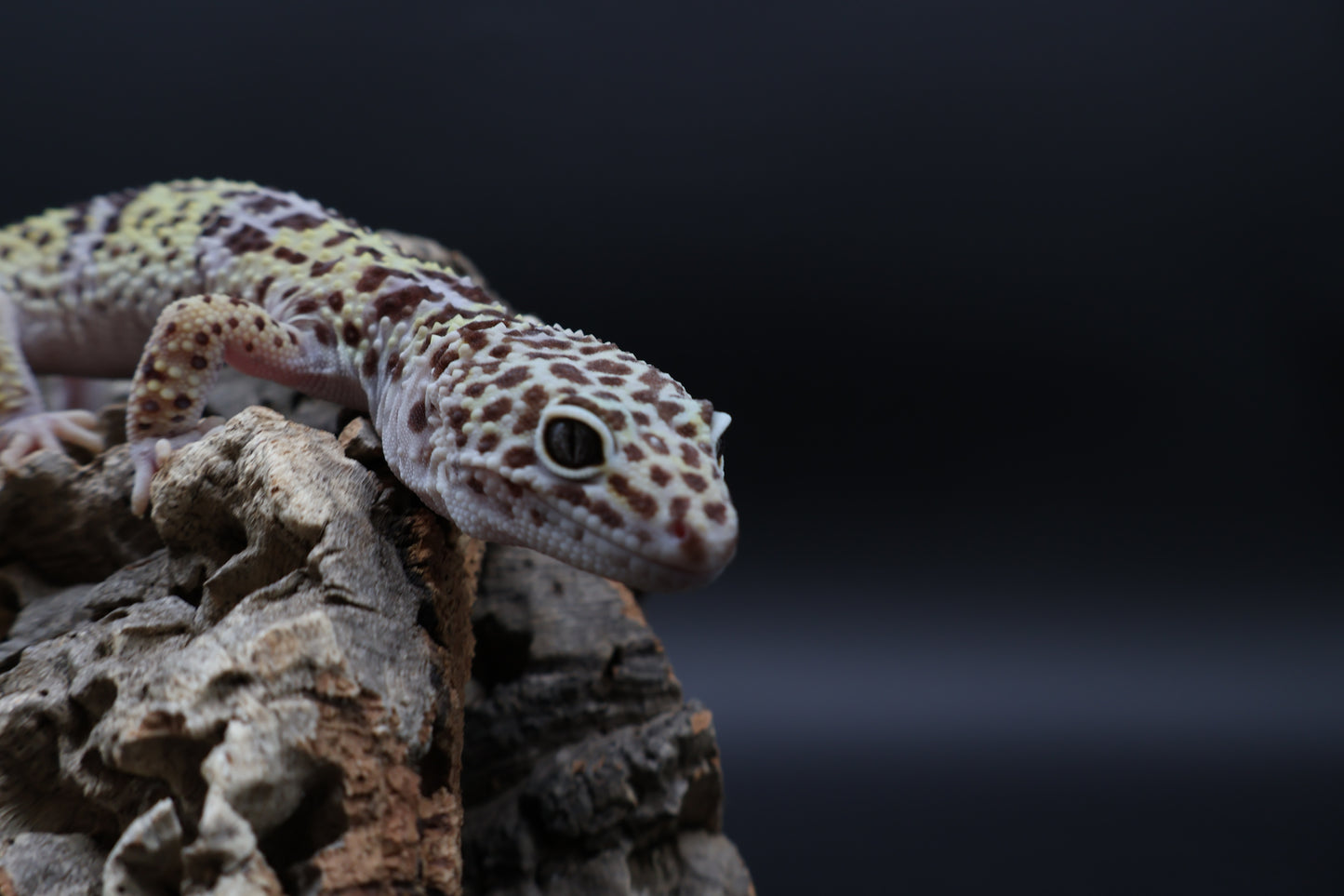 Female 50% Fasciolatus 50% Macularius