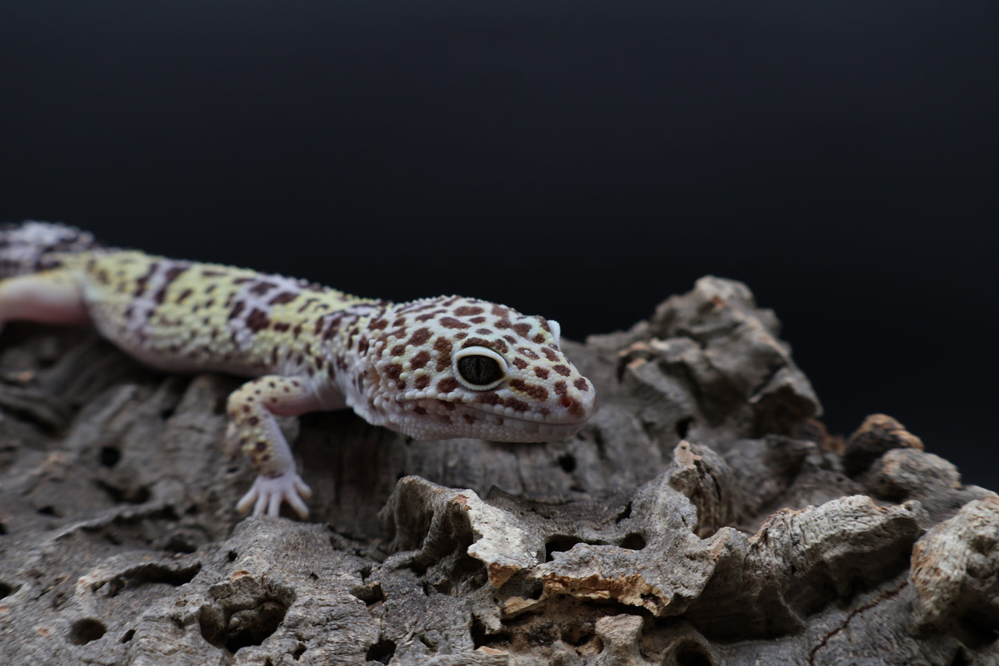 Female 50% Fasciolatus 50% Macularius