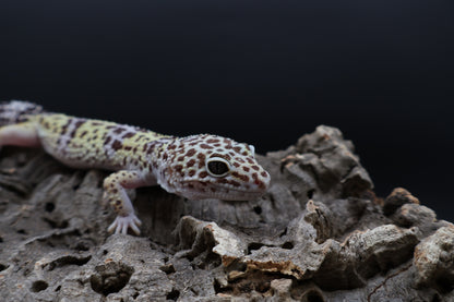 Female 50% Fasciolatus 50% Macularius