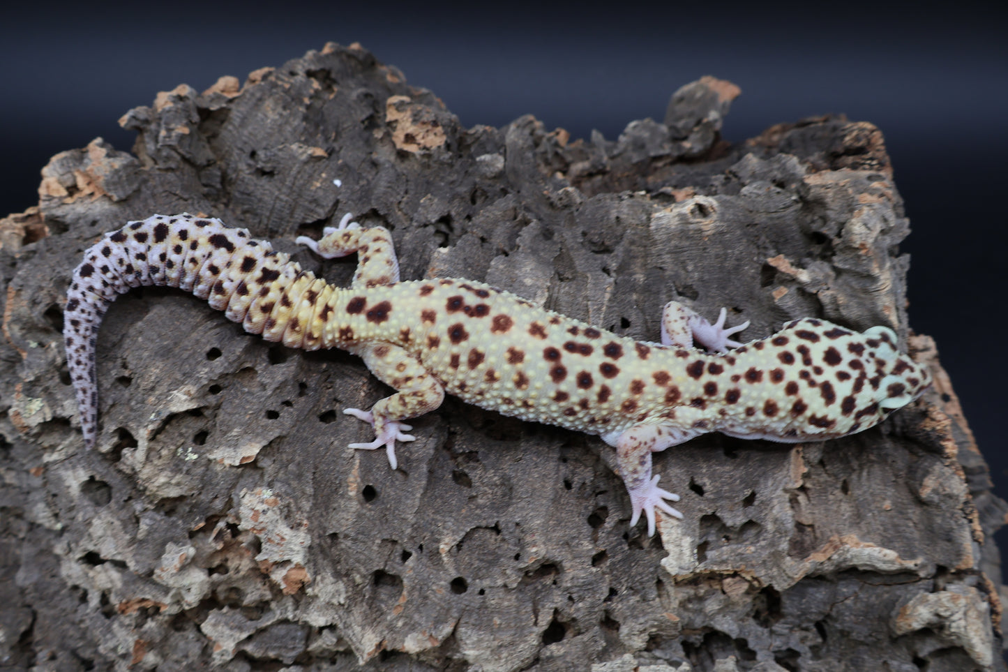 Female Super Giant Blood Eclipse 100% het Bell (solid black eyes; ovulating)