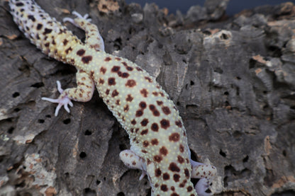 Female Super Giant Blood Eclipse 100% het Bell (solid black eyes; ovulating)