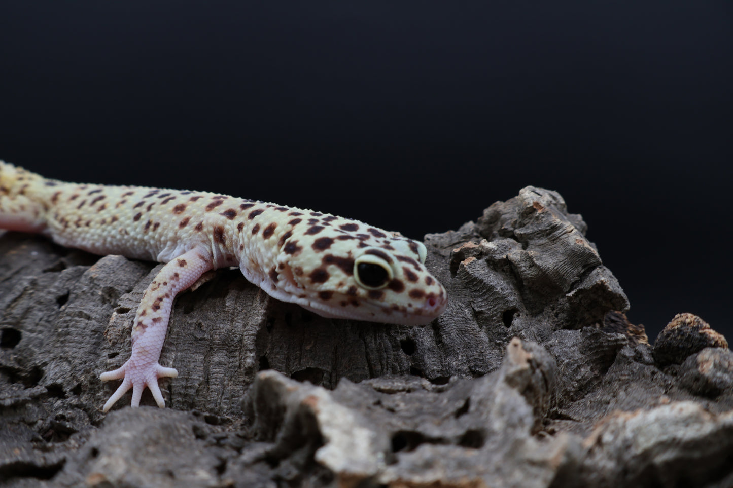 Female Super Giant Blood Eclipse 100% het Bell (solid black eyes; ovulating)