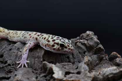 Female Super Giant Blood Eclipse 100% het Bell (solid black eyes; ovulating)