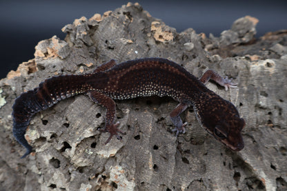 Female Black Night (A-Tier; Norman Davis Legacy Line; Wavy Tail; ovulating) *FREE SHIPPING*