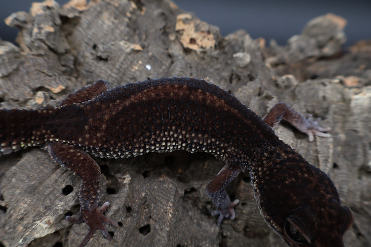 Female Black Night (A-Tier; Norman Davis Legacy Line; Wavy Tail; ovulating) *FREE SHIPPING*