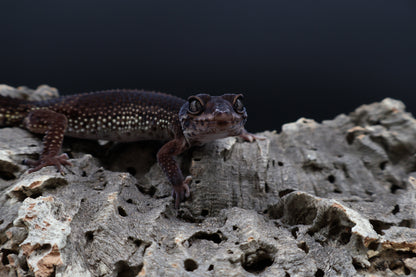 Female Black Night (A-Tier; Norman Davis Legacy Line; Wavy Tail; ovulating) *FREE SHIPPING*