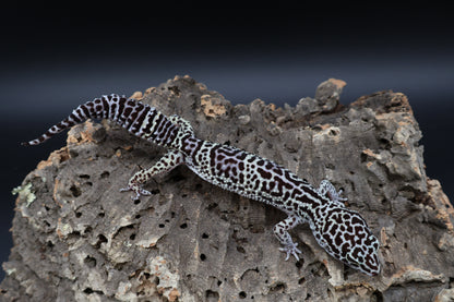 Female 50% Black Night 25% Afghanicus 25% Turcmenics (ovulating)