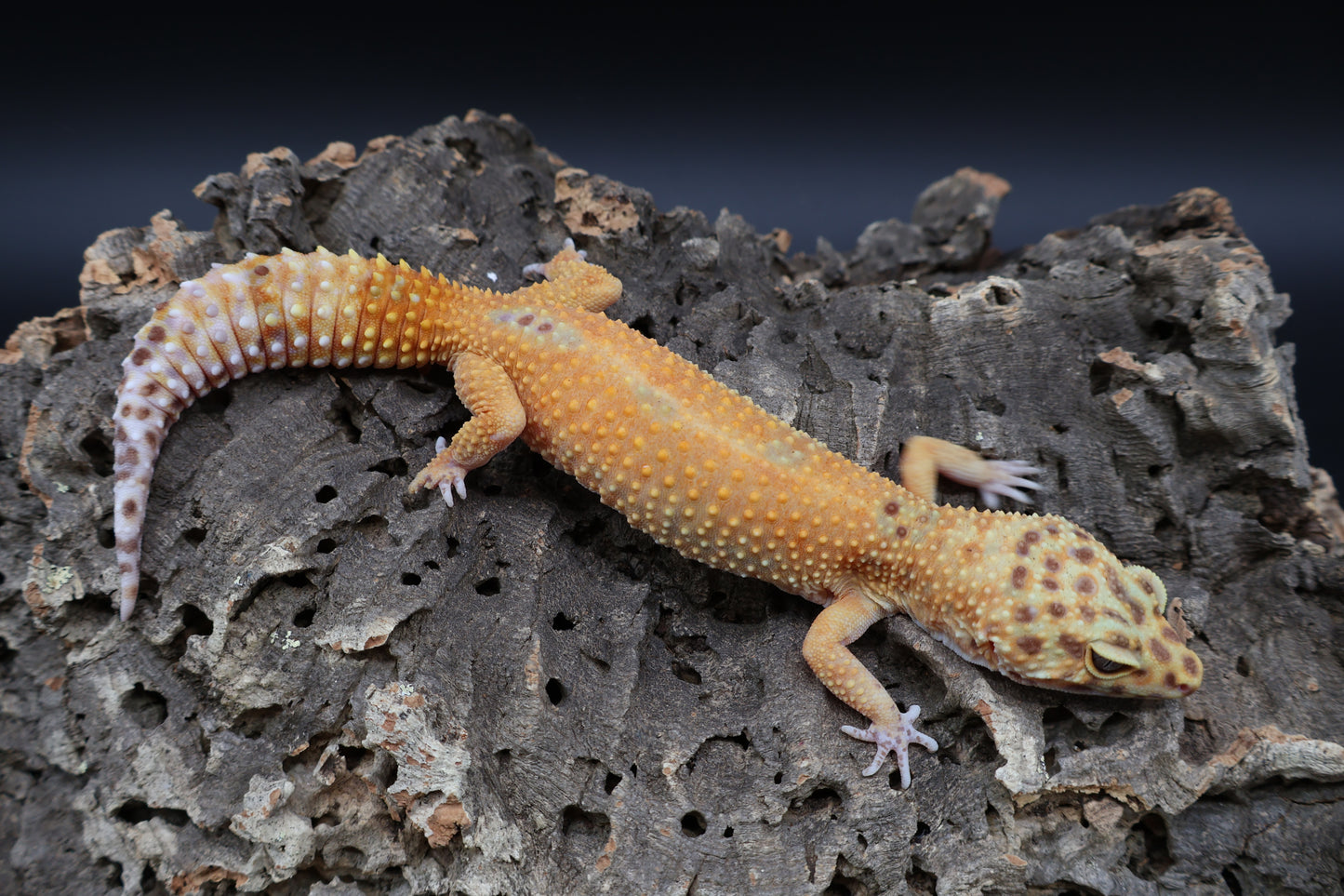 Female Black Blood Tangerine Emerine