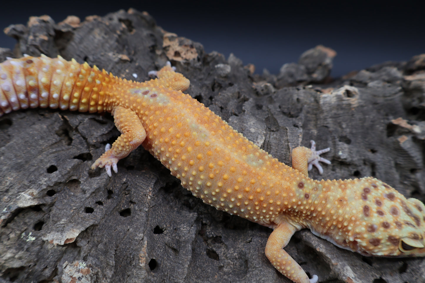 Female Black Blood Tangerine Emerine