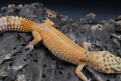 Female Black Blood Tangerine Emerine