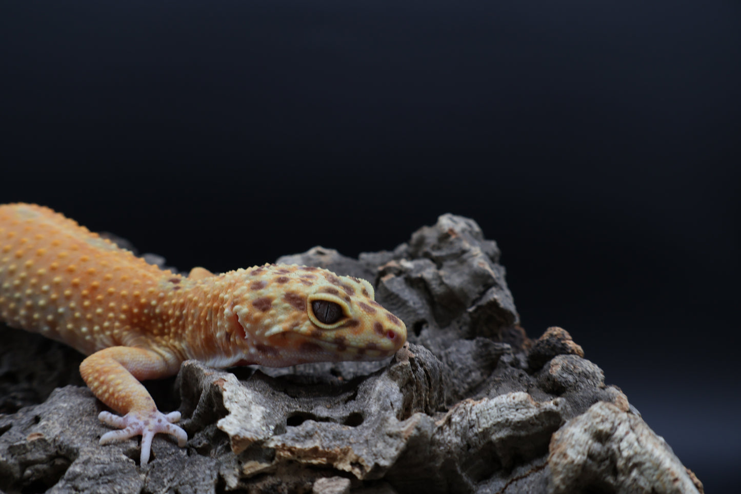 Female Black Blood Tangerine Emerine
