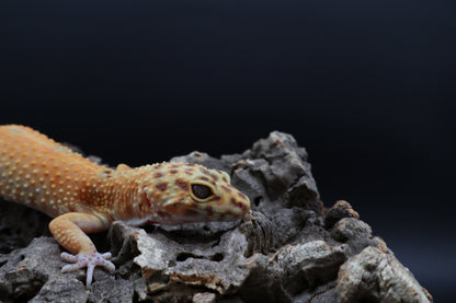 Female Black Blood Tangerine Emerine