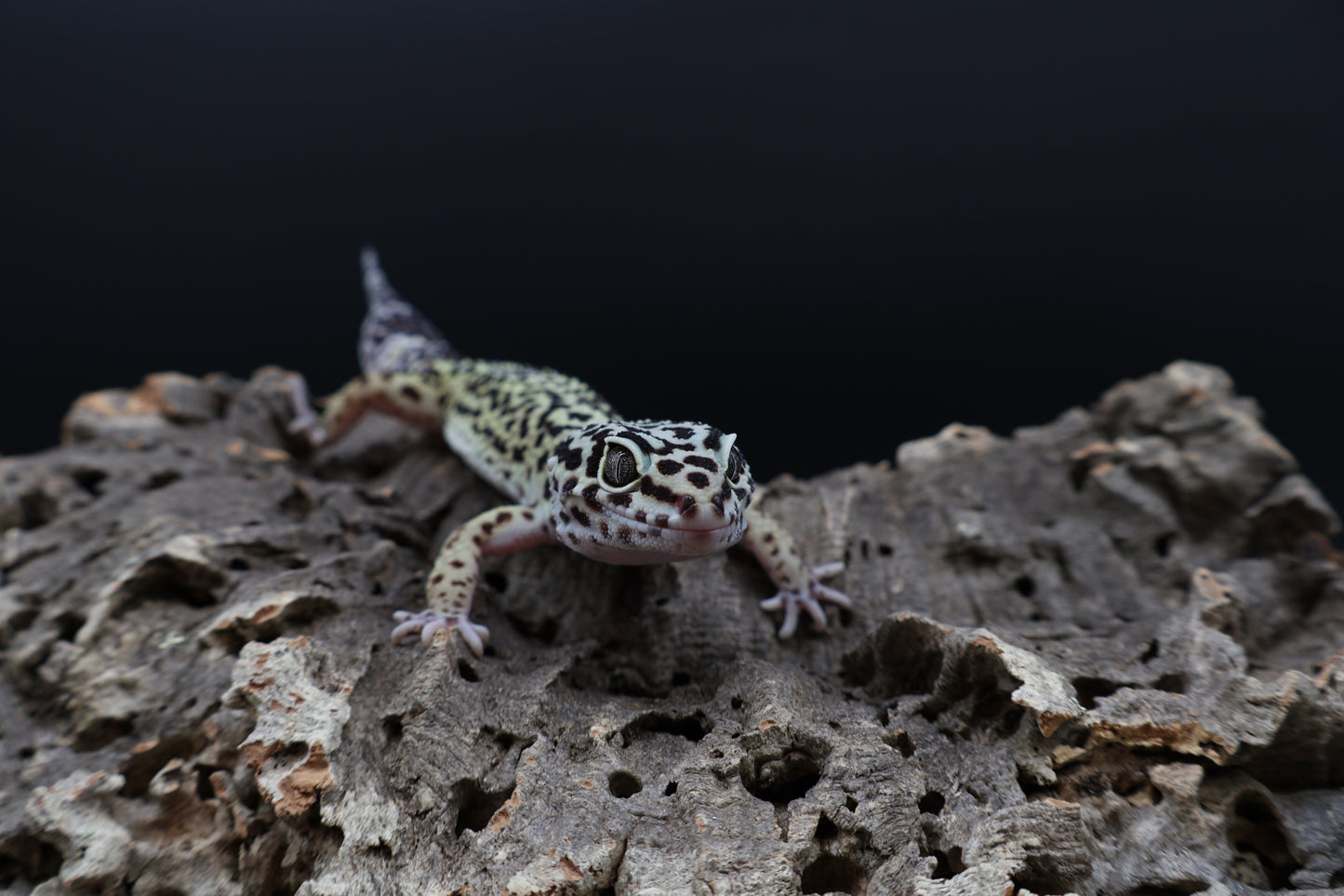 Female 50% Black Night 50% Mandrian