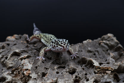 Female 50% Black Night 50% Mandrian