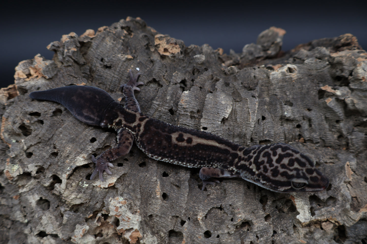 Female 75% Black Night 25% Afghanicus (B-Tier; small for age; regen tail)