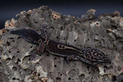 Female 75% Black Night 25% Afghanicus (B-Tier; small for age; regen tail)