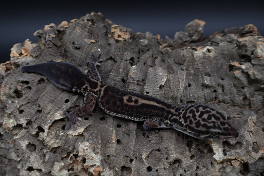 Female 75% Black Night 25% Afghanicus (B-Tier; small for age; regen tail)