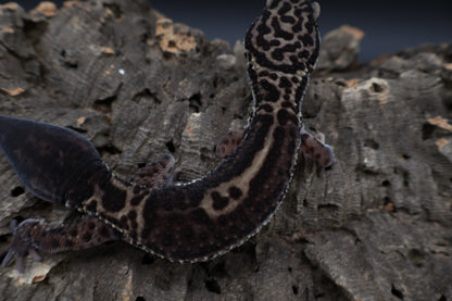 Female 75% Black Night 25% Afghanicus (B-Tier; small for age; regen tail)