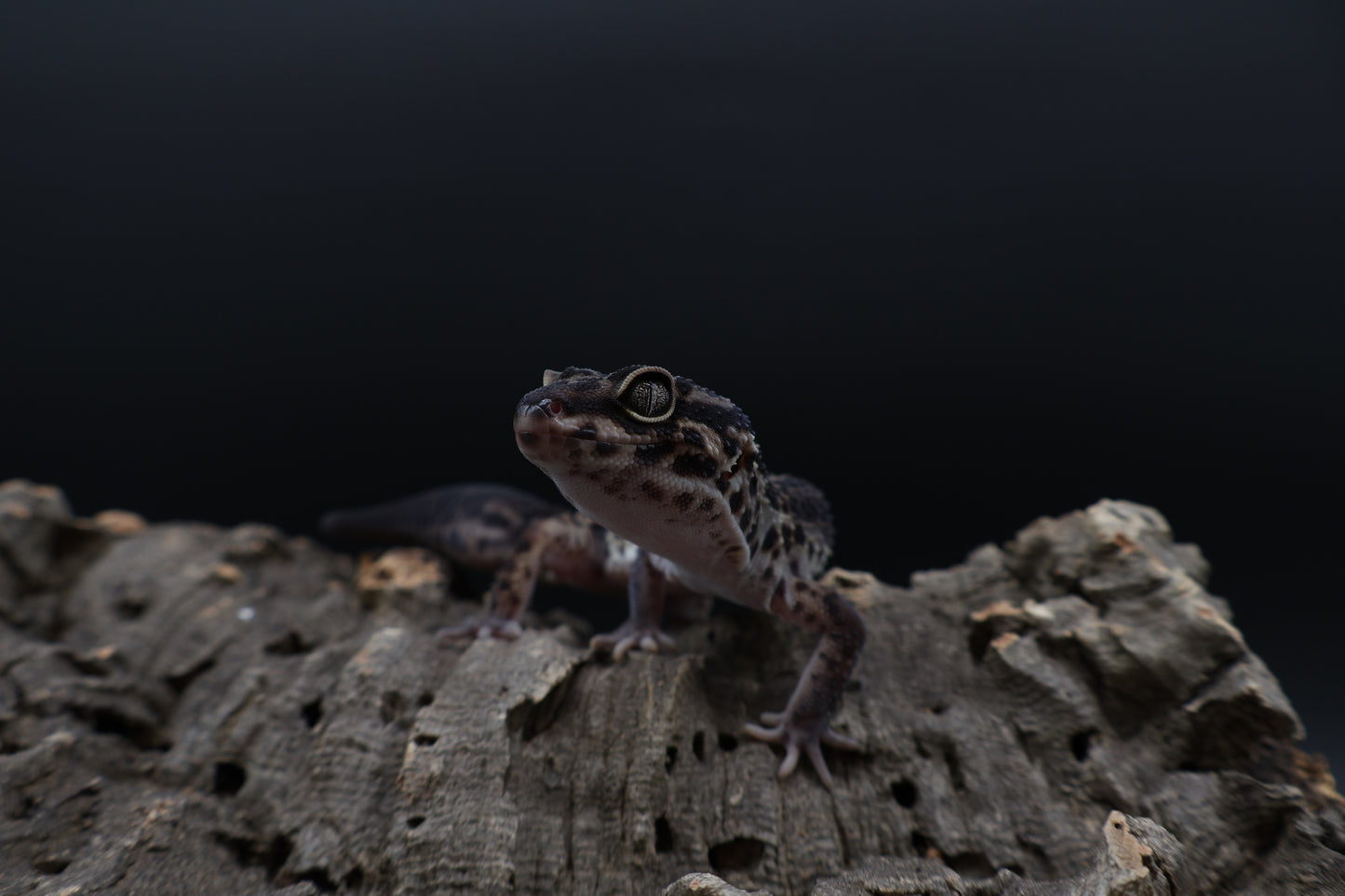 Female 75% Black Night 25% Afghanicus (B-Tier; small for age; regen tail)