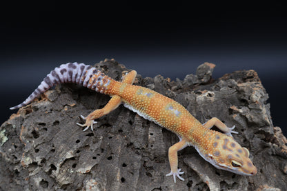 Male Super Giant Mandarian Blood Emerine White Spot 100% het Tremper