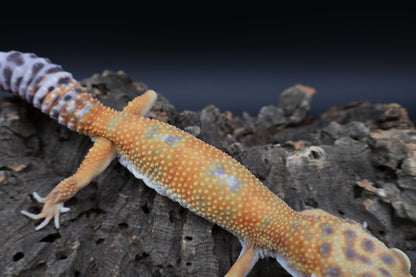 Male Super Giant Mandarian Blood Emerine White Spot 100% het Tremper